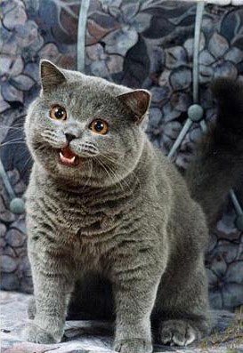 Image:Happycat.jpg