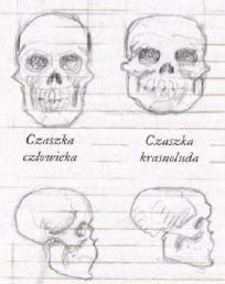 Image:Czaszki.jpg