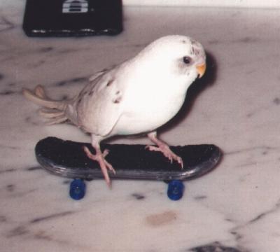 Image:Perico2.jpg