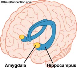 Image:Amygdala-hippocampus.jpg