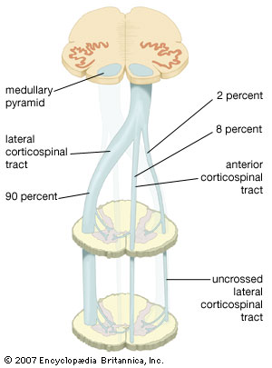 Image:Corticospinaltract.jpg