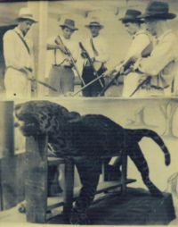 El mito de Amalfi, el tigre, nació de una historia real.