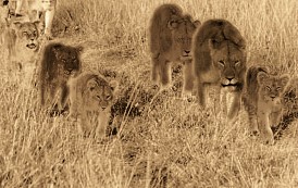 Image:Pride-lions2.jpg